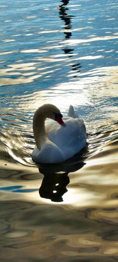 Ferienhaeuschen Am Traunsee Mit Tretboot Zur Freien Nutzung Am Badeplatz Altmünster Zewnętrze zdjęcie